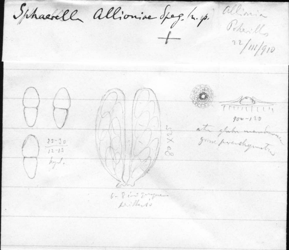 dibujo de Sphaerella allioniae Speg.