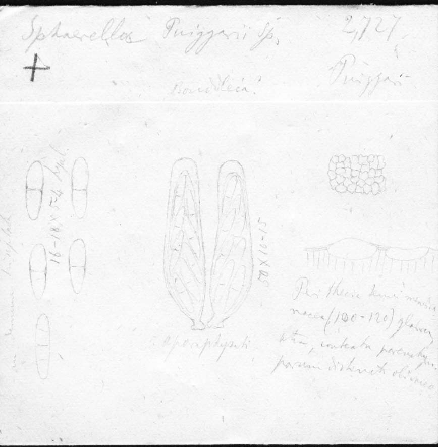 dibujo de Sphaerella puiggarii Speg.