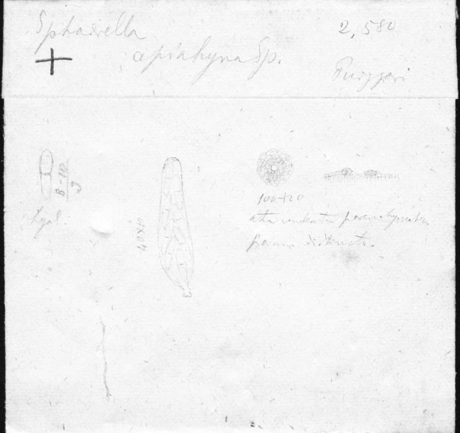 dibujo de Sphaerella apiahyna Speg.