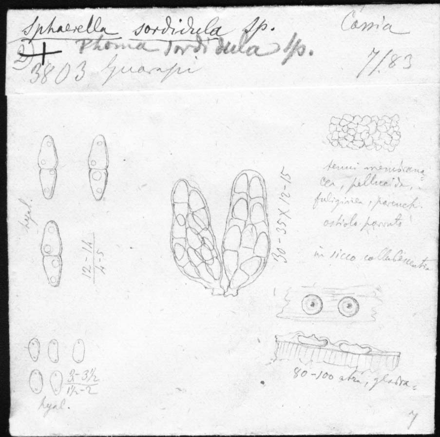 dibujo de Sphaerella sordidula Speg.