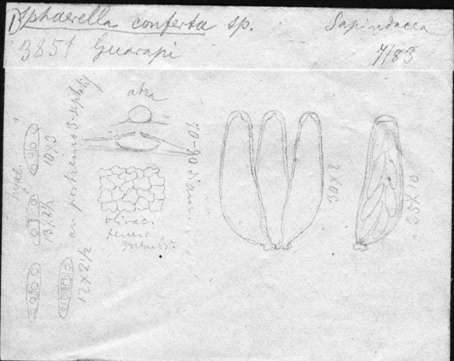 dibujo de Sphaerella conferta Speg.