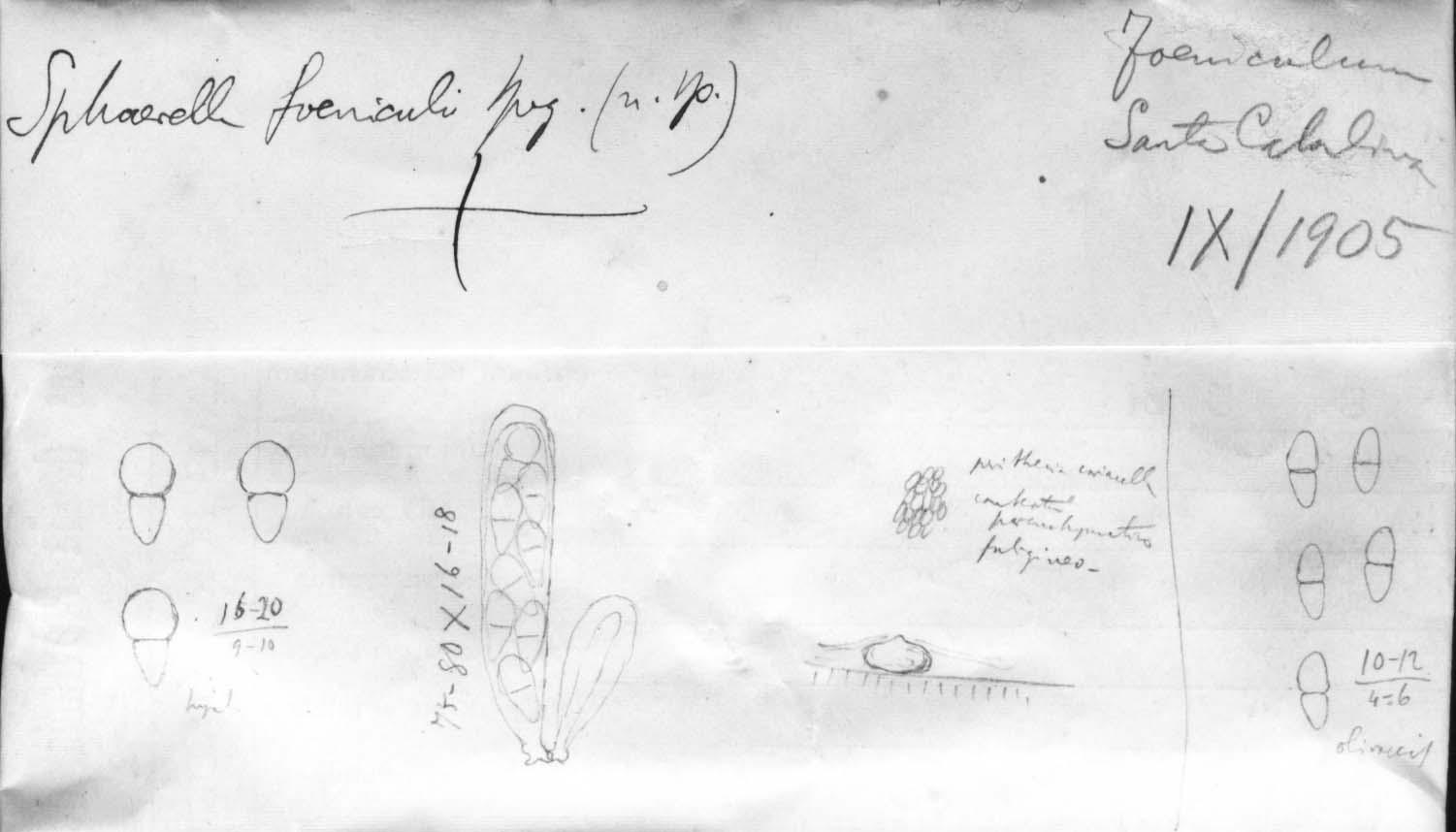dibujo de Sphaerella foeniculi Speg.
