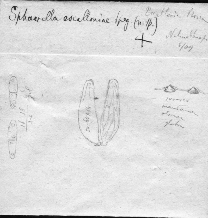 dibujo de Sphaerella escalloniae Speg.