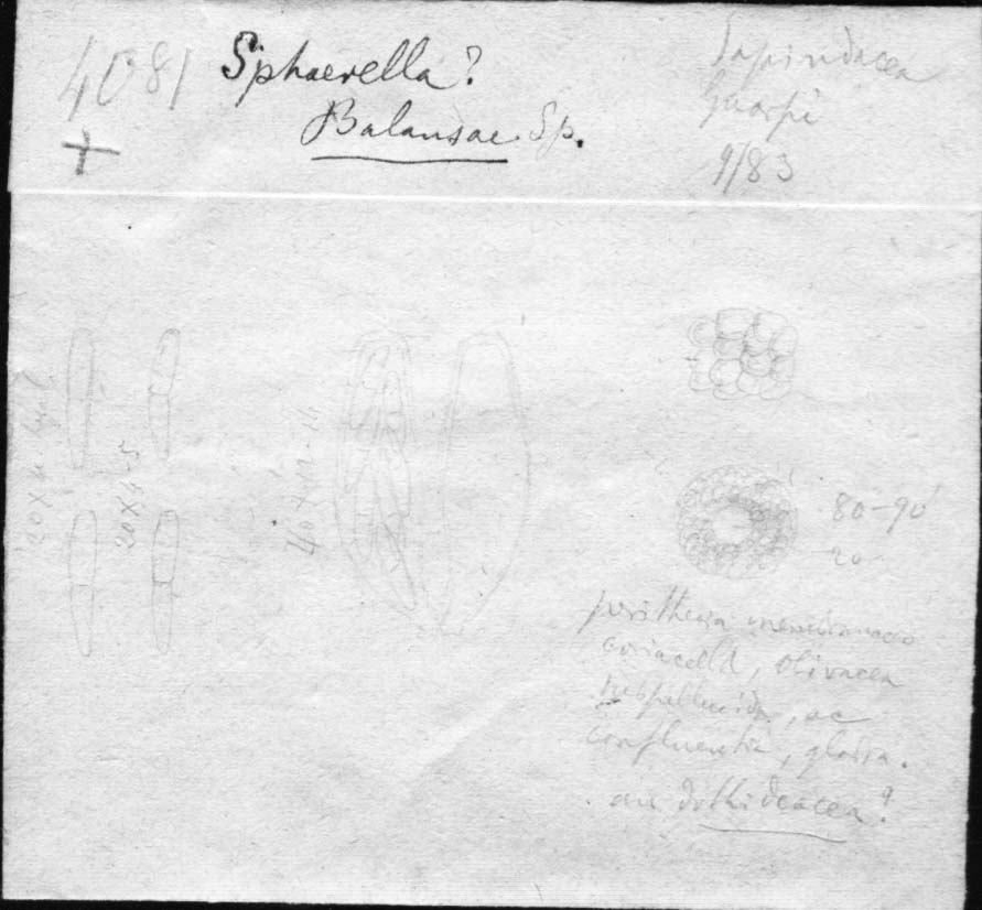 dibujo de Sphaerella balansae Speg.