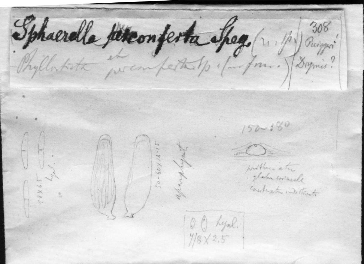 dibujo de Sphaerella perconferta Speg.