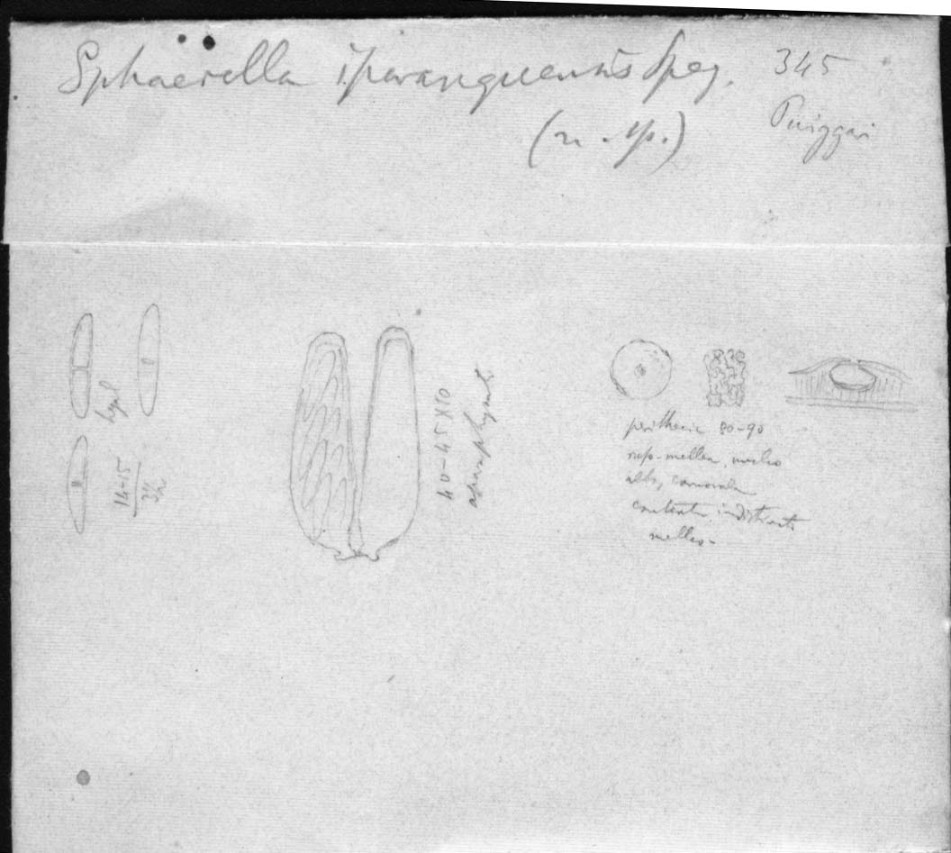 drawing of Sphaerella ipiranguensis Speg.