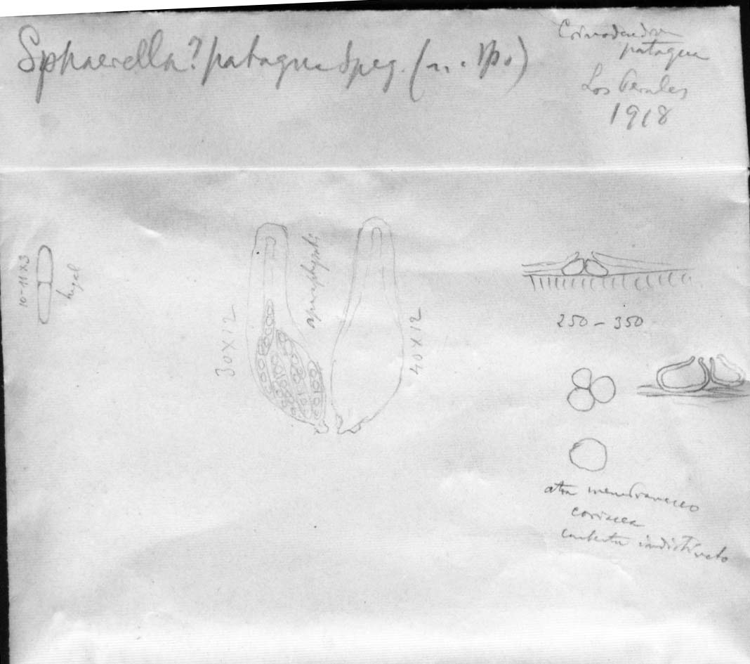 dibujo de Sphaerella pataguae Speg.