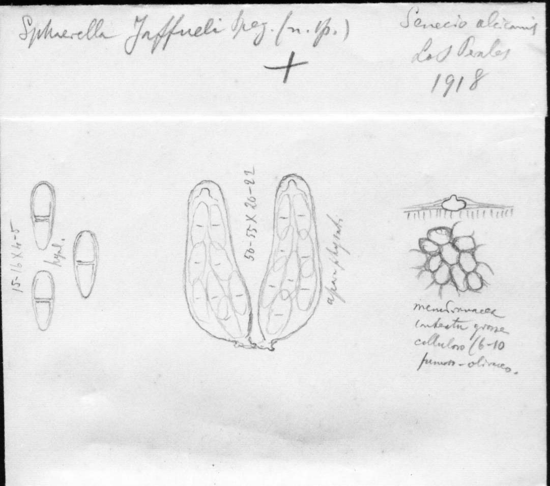 dibujo de Sphaerella jaffueli Speg.