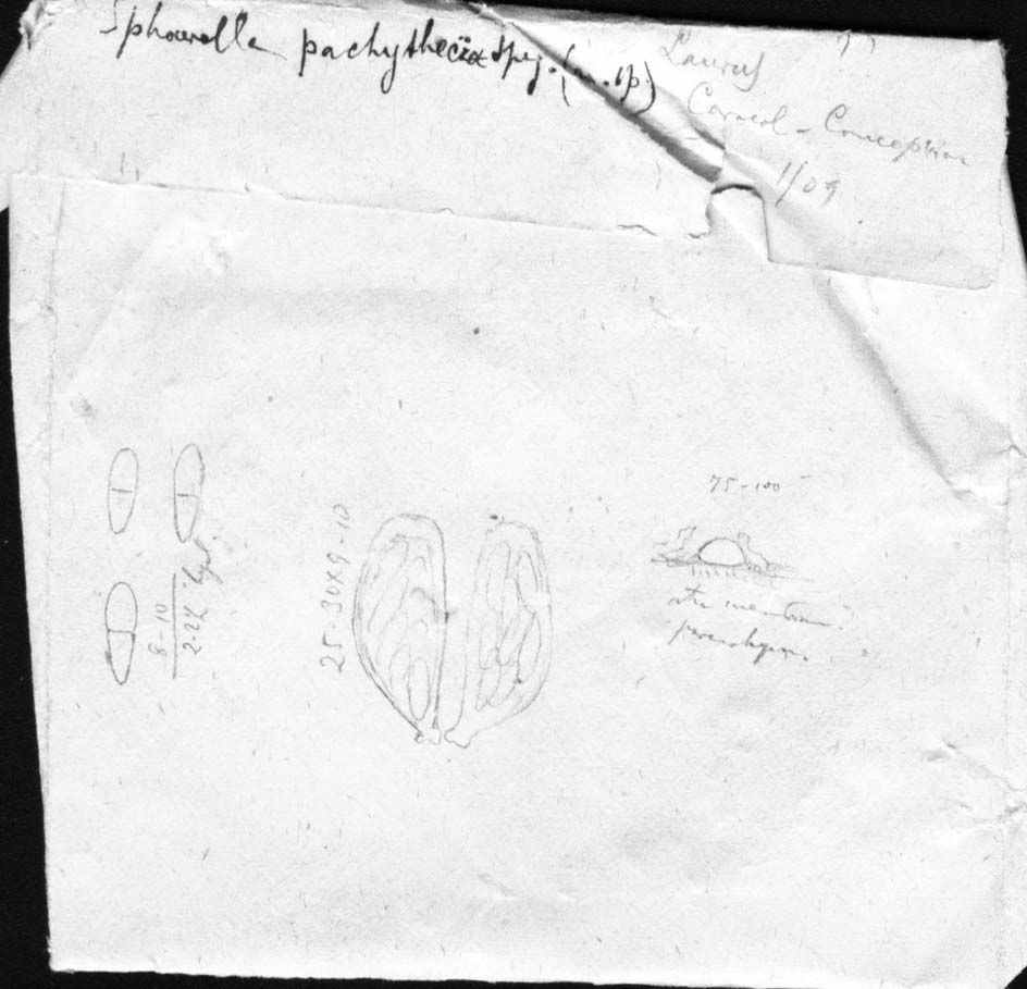 dibujo de Sphaerella pachythecia Speg.