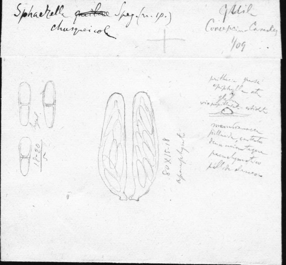 dibujo de Sphaerella chusqueicola Speg.