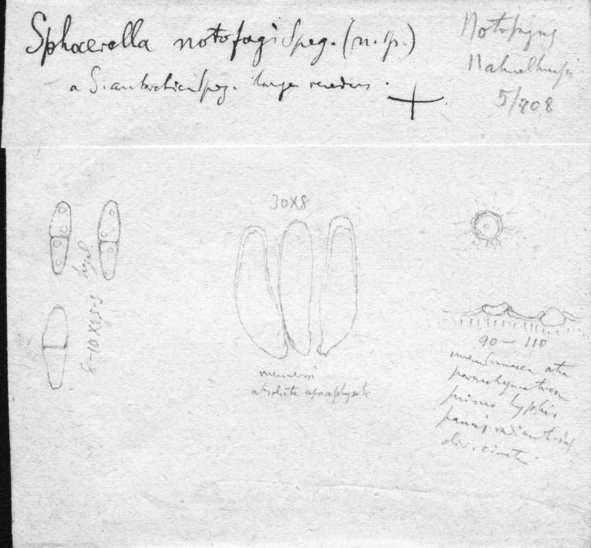 dibujo de Sphaerella nothofagi Speg.