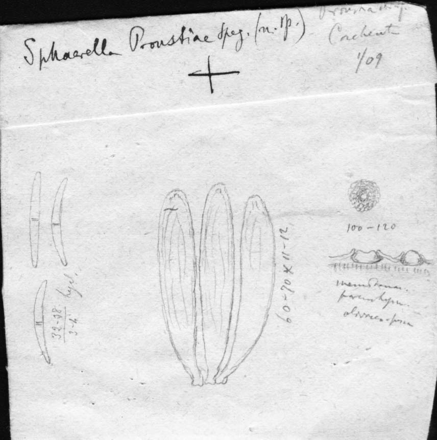 drawing of Sphaerella proustiae Speg.