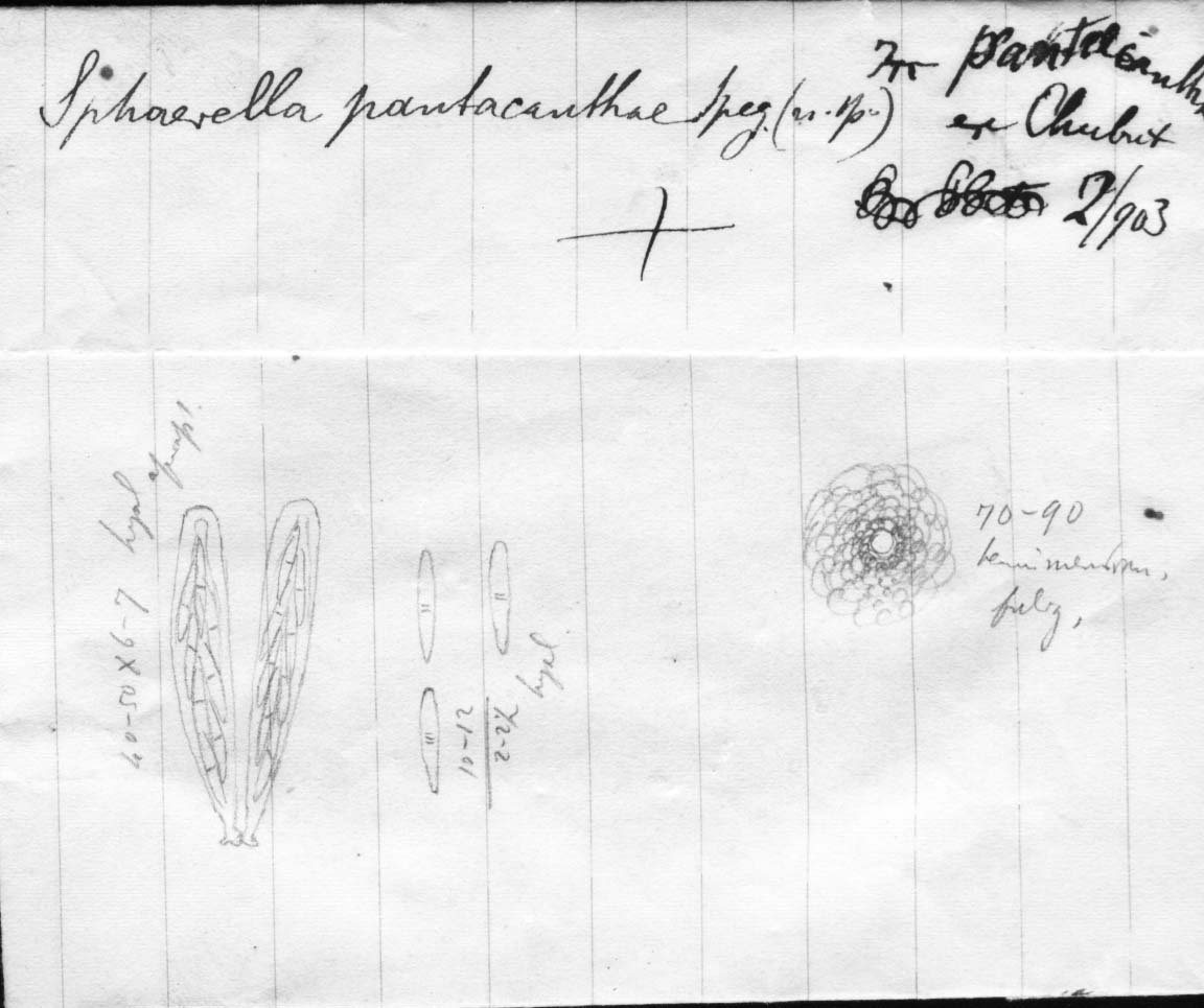dibujo de Sphaerella pantacanthae Speg.