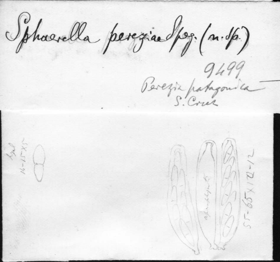 dibujo de Sphaerella pereziae Speg.