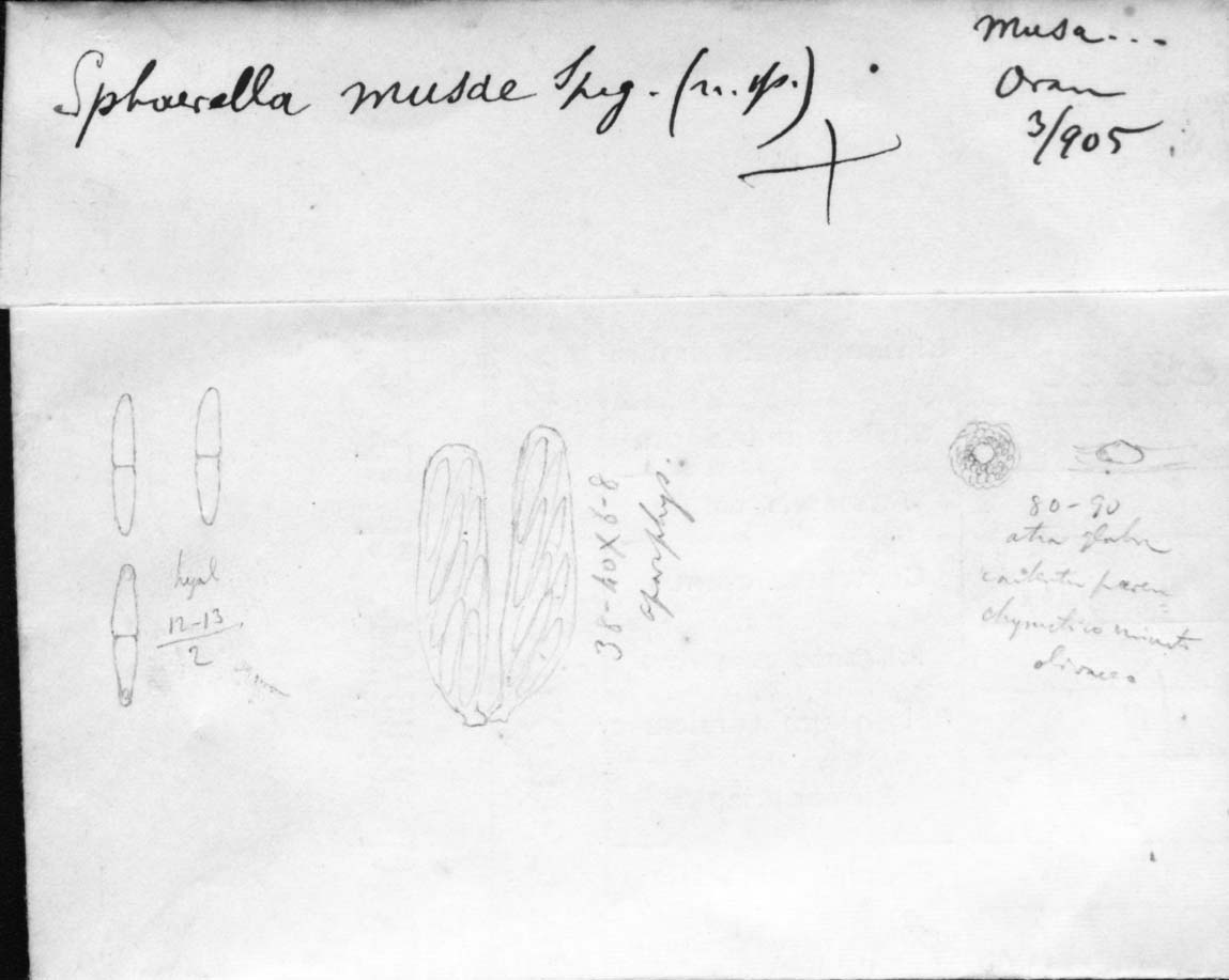 dibujo de Sphaerella musae Speg.