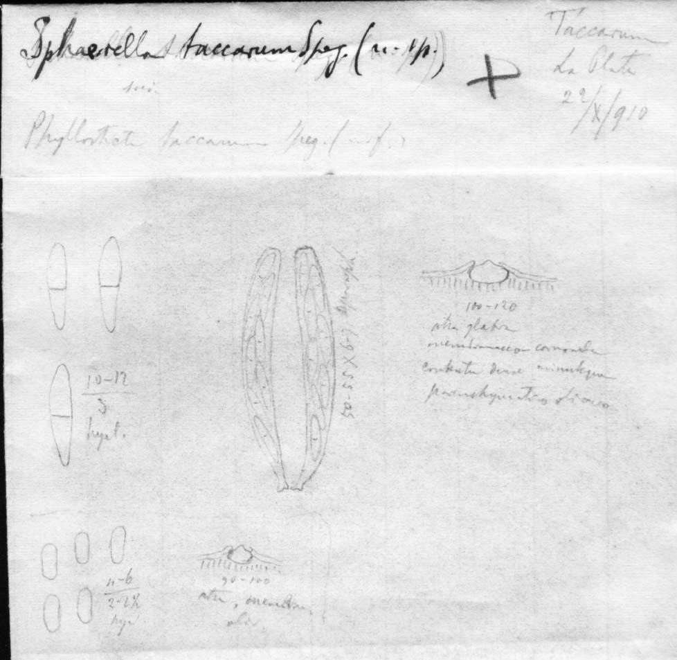 dibujo de Sphaerella taccari Speg.