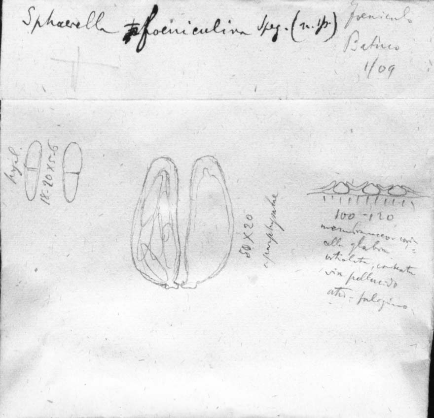 dibujo de Sphaerella foeniculina Speg.