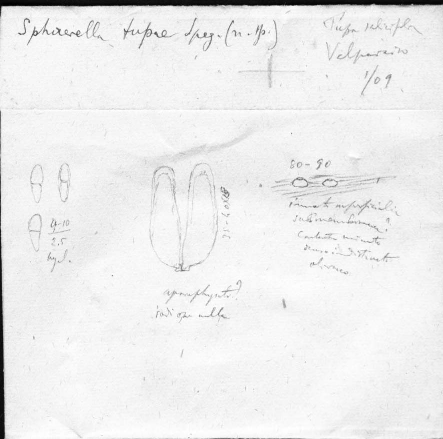 dibujo de Sphaerella tupae Speg.