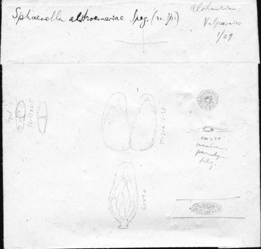 dibujo de Sphaerella alstroemeriae Speg.