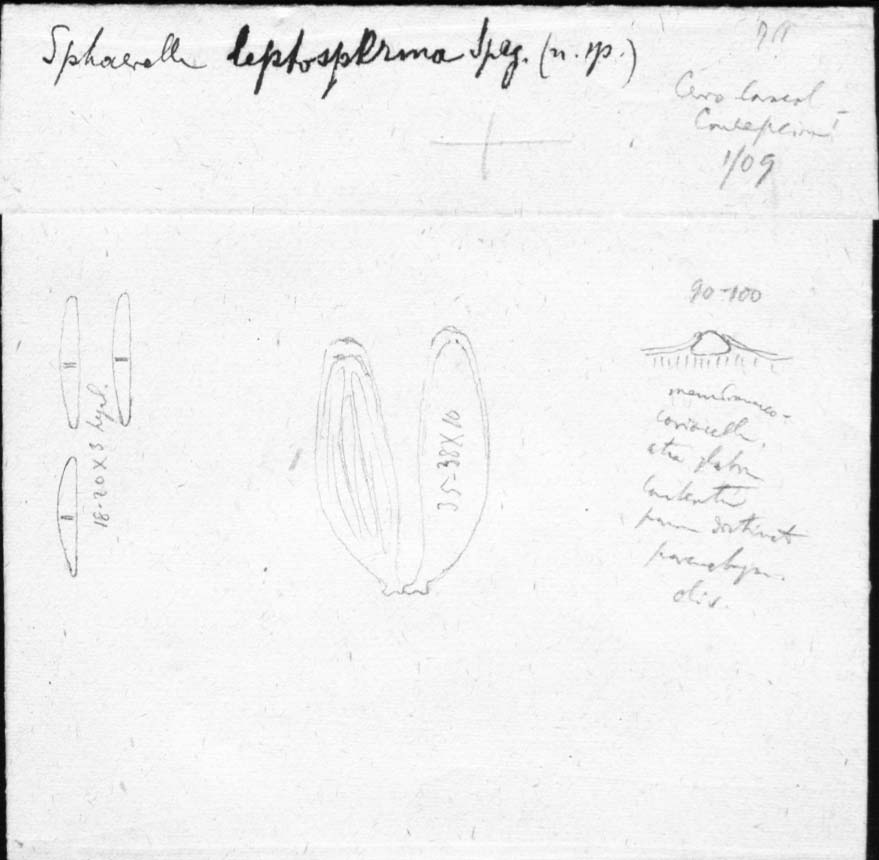 dibujo de Sphaerella leptosperma Speg.