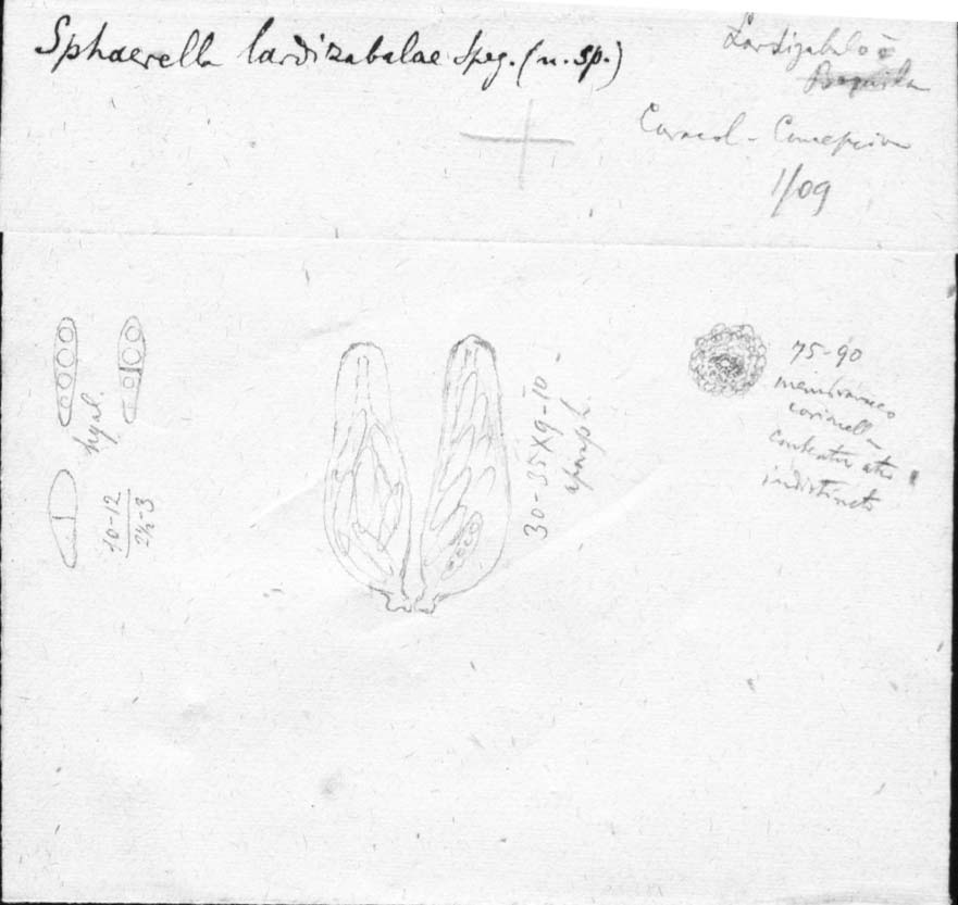 dibujo de Sphaerella lardizabalae Speg.