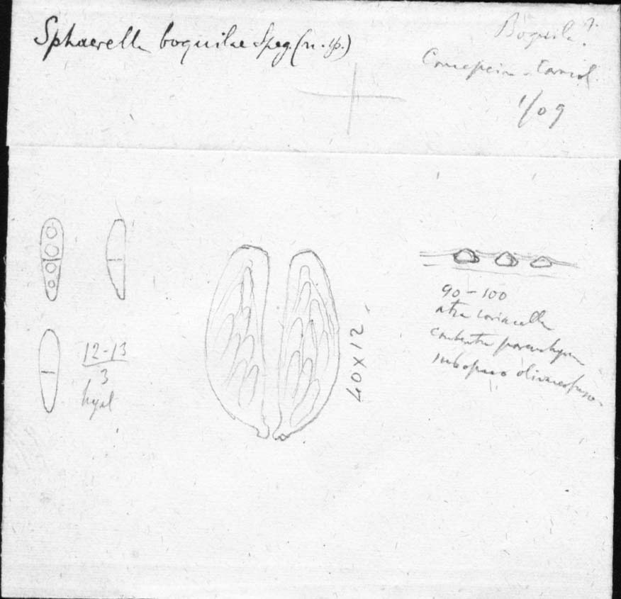 drawing of Sphaerella boquilae Speg.