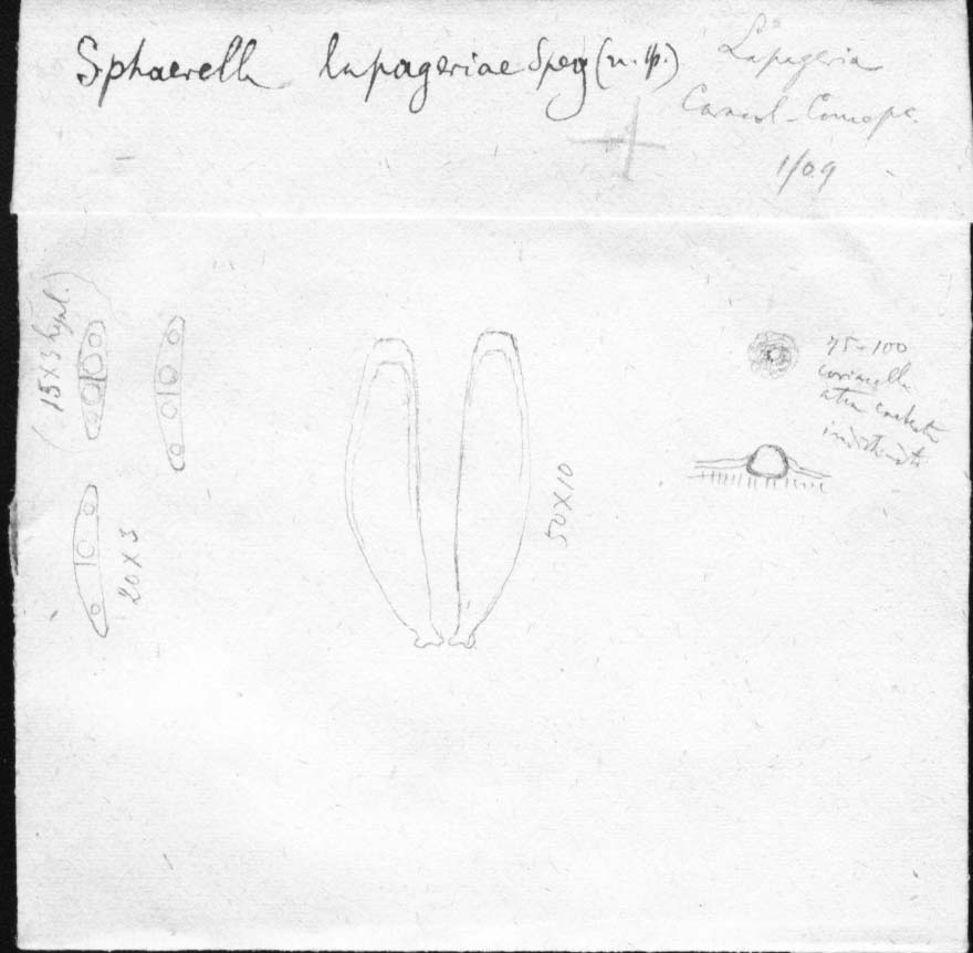 dibujo de Sphaerella lapageriae Speg.