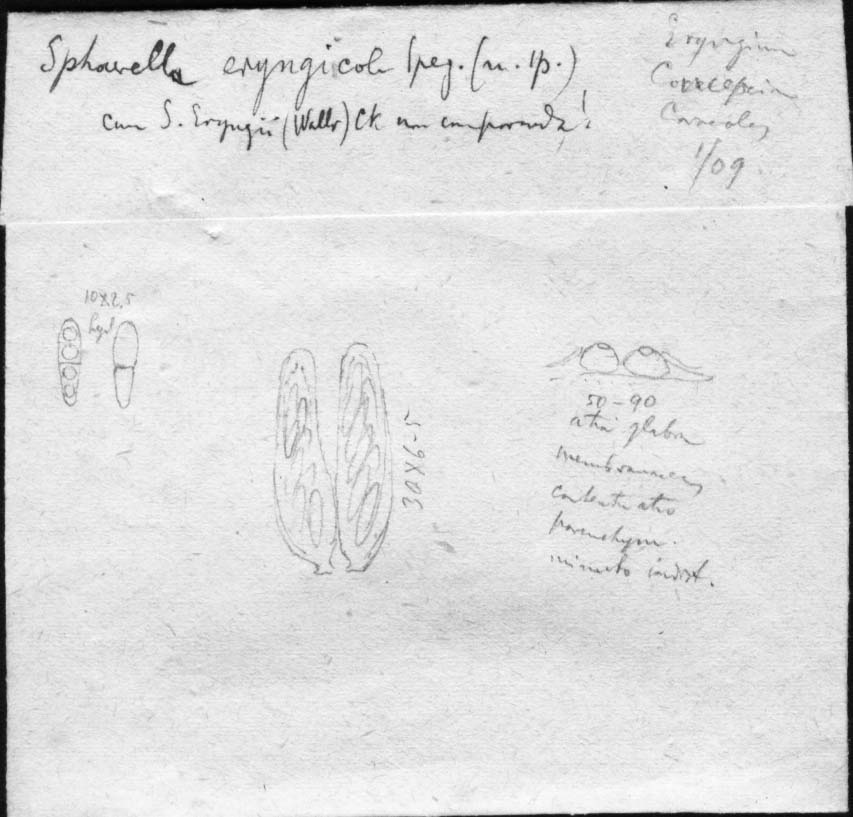 dibujo de Sphaerella eryngiicola Speg.