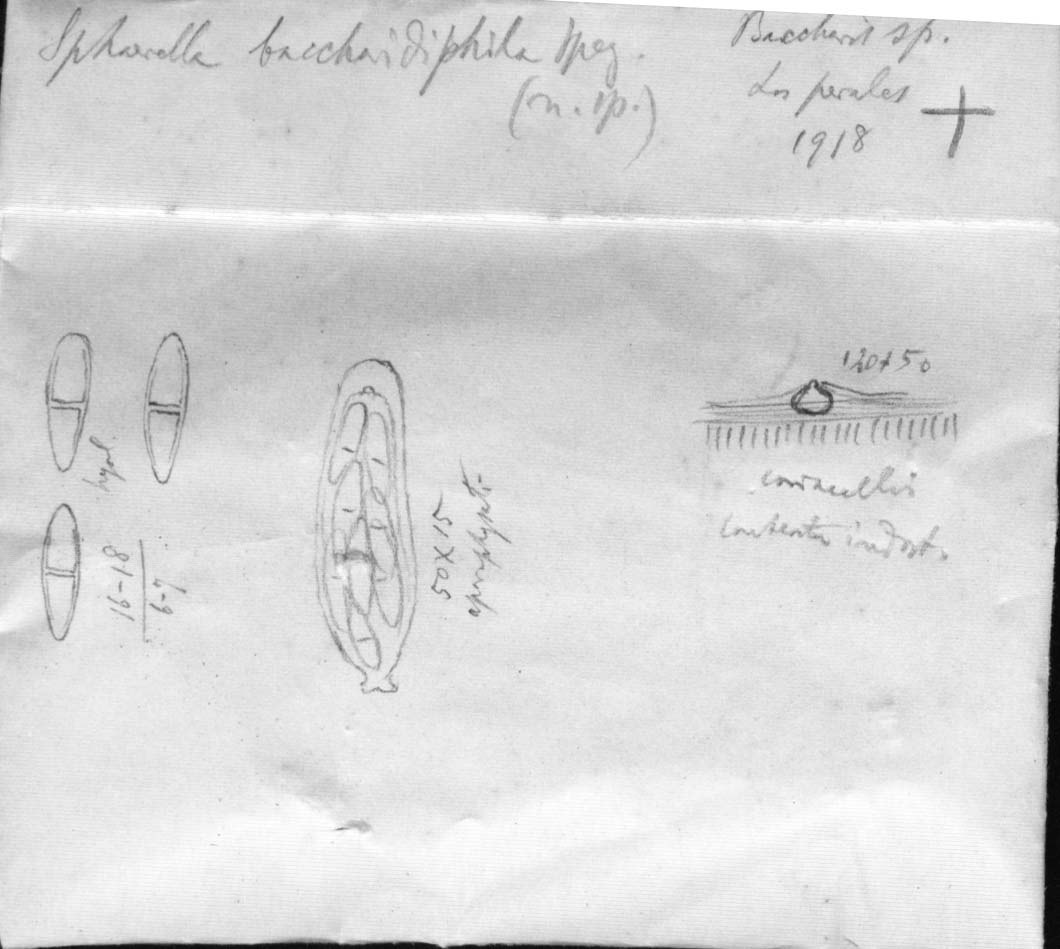 dibujo de Sphaerella baccharidiphila Speg.