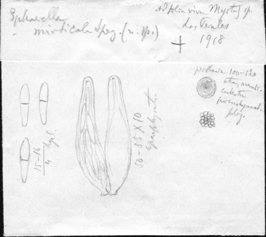dibujo de Sphaerella myrticola Speg.