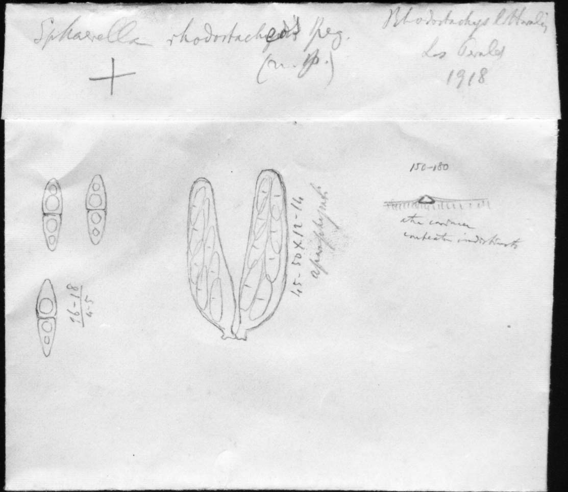 dibujo de Sphaerella rhodostacheos Speg.