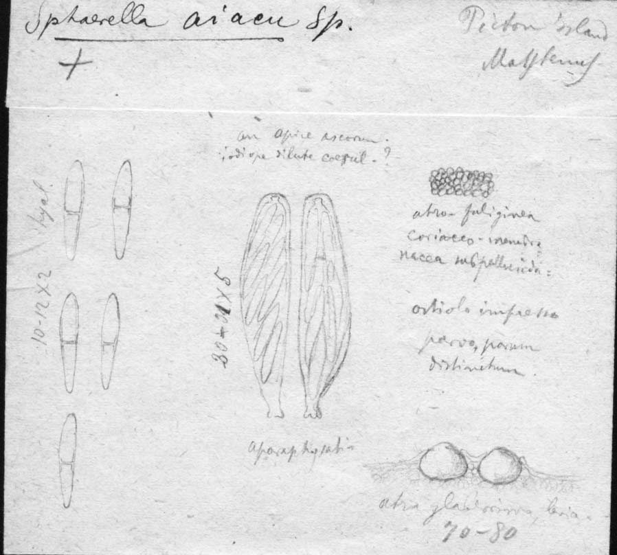 dibujo de Sphaerella aiacu Speg.