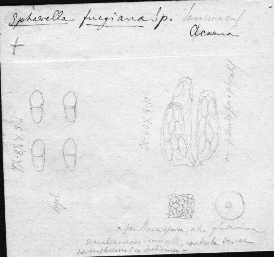 dibujo de Sphaerella fuegiana Speg.