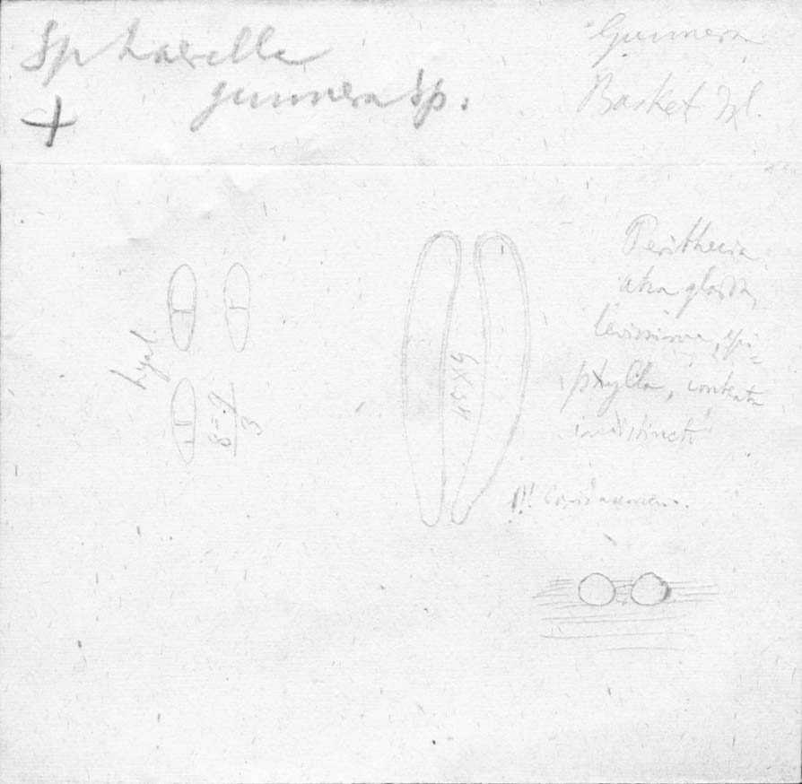 drawing of Sphaerella gunnerae Speg.
