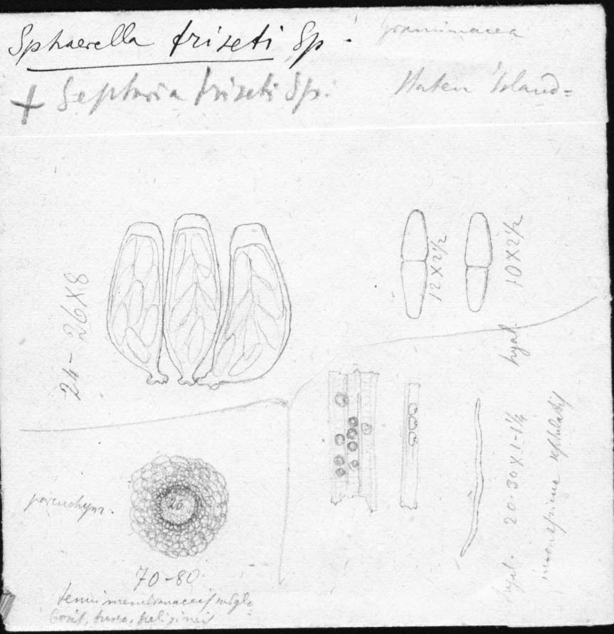 dibujo de Sphaerella triseti Speg.