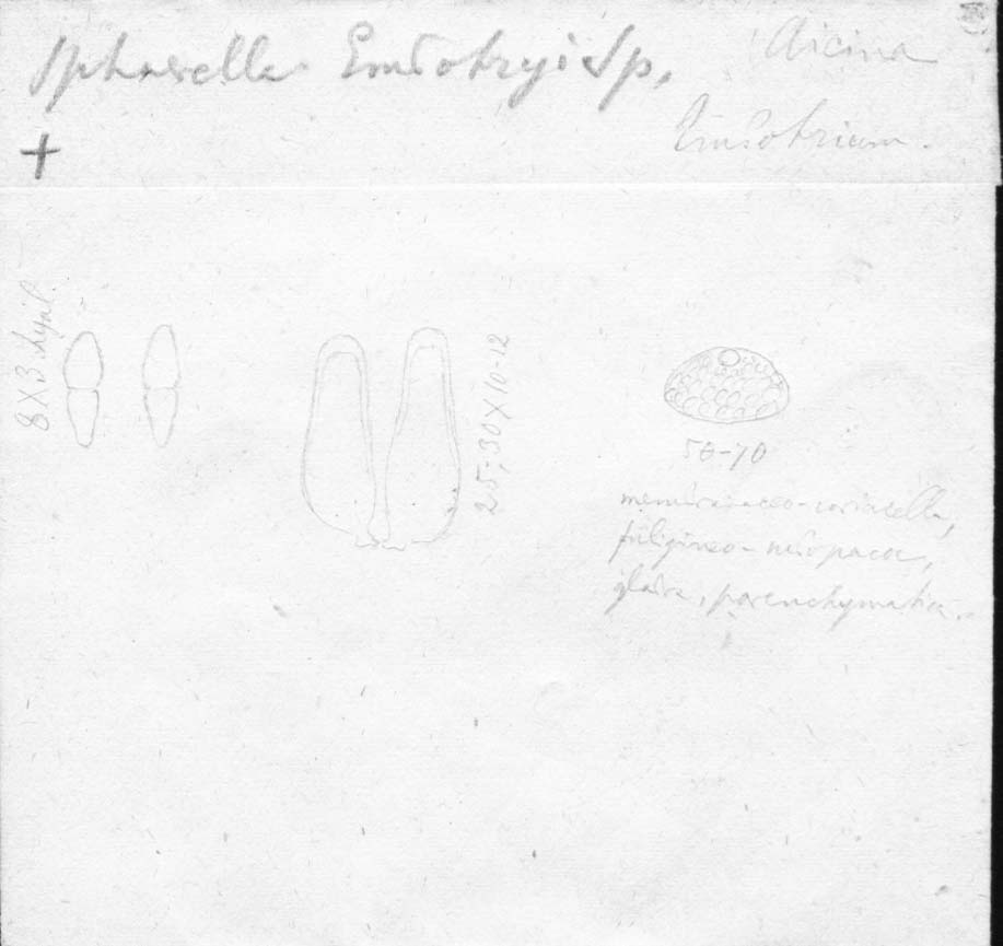 dibujo de Sphaerella embothrii Speg.