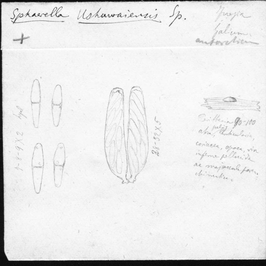 dibujo de Sphaerella ushuvaiensis Speg.