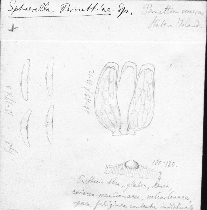 dibujo de Sphaerella pernettyae Speg.
