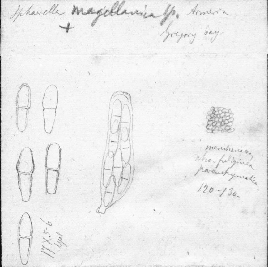 dibujo de Sphaerella magellanica Speg.