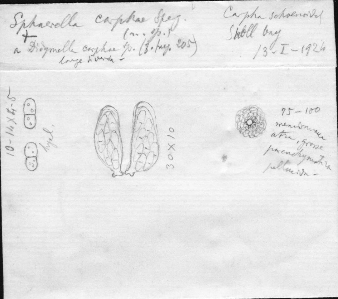 dibujo de Sphaerella carphae Speg.