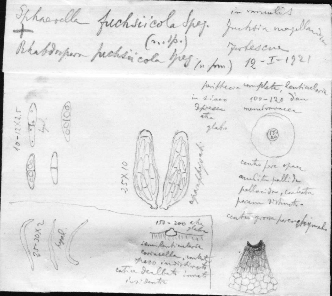 dibujo de Sphaerella fuchsiicola Speg.