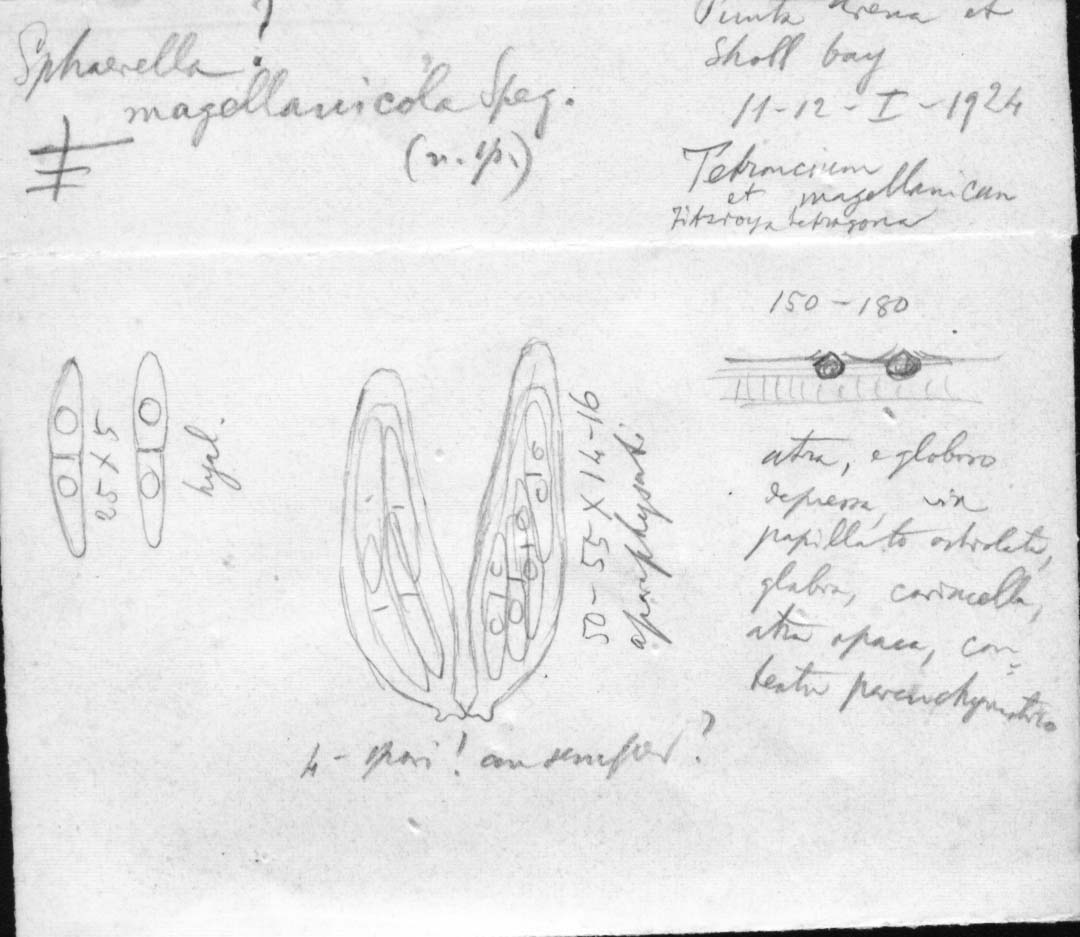 dibujo de Sphaerella magellanicola Speg.