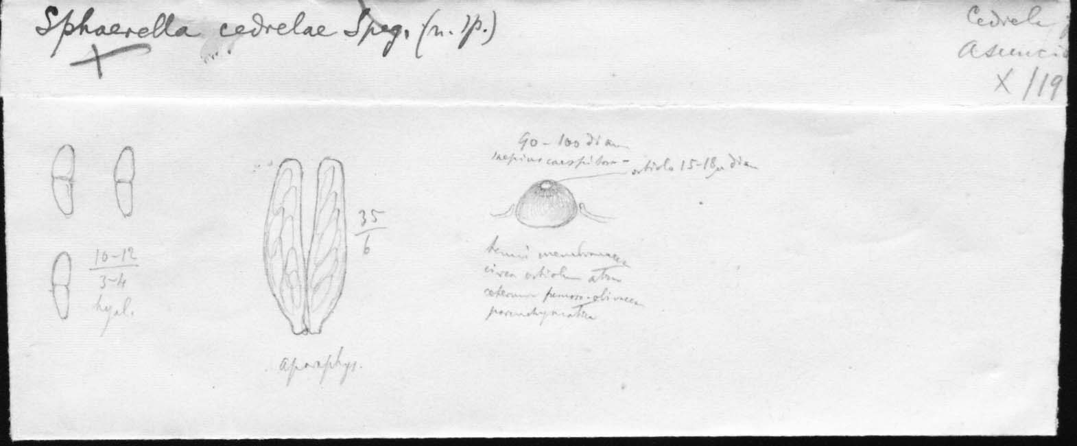 dibujo de Sphaerella cedrelae Speg.