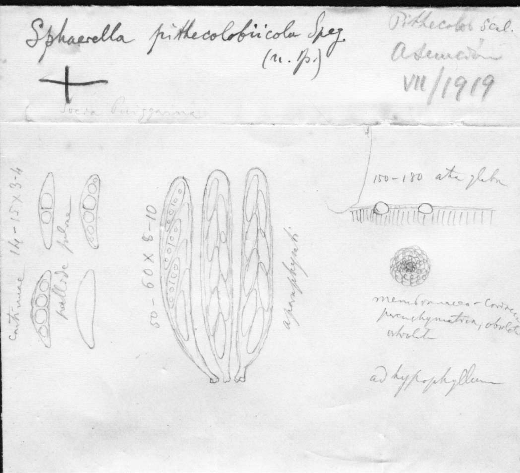 dibujo de Sphaerella pithecolobiicola Speg.