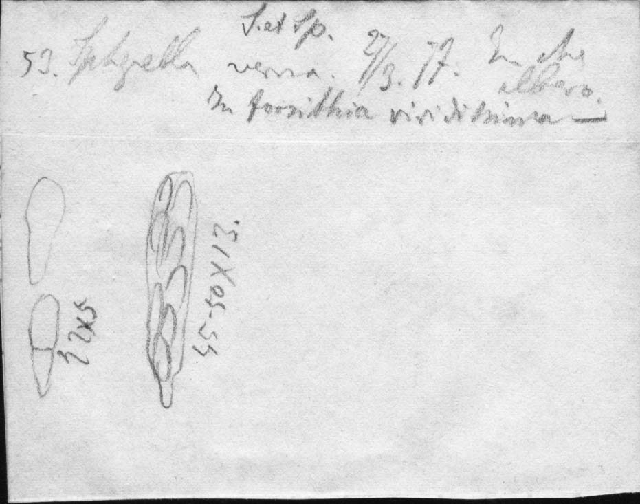dibujo de Sphaerella verna Sacc. & Speg.