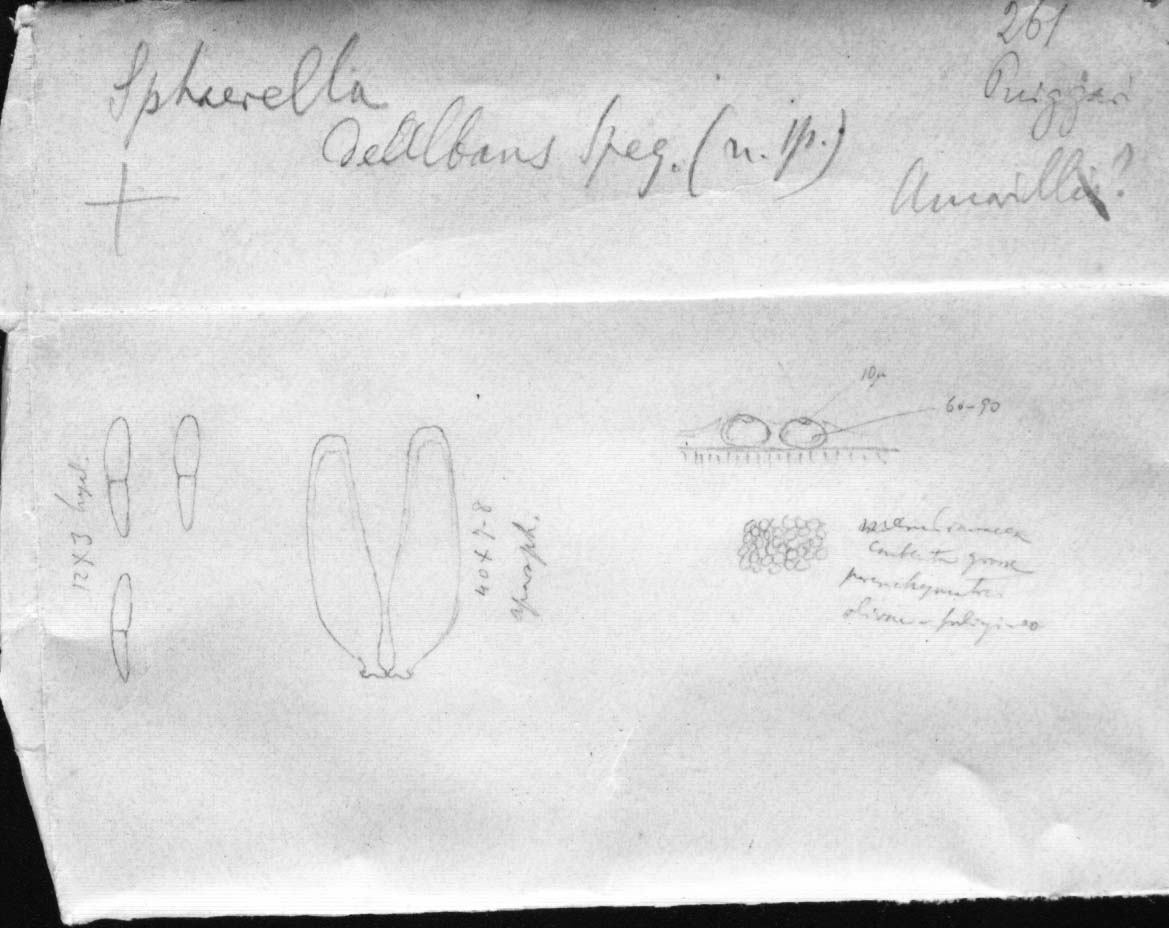dibujo de Sphaerella dealbans Speg.