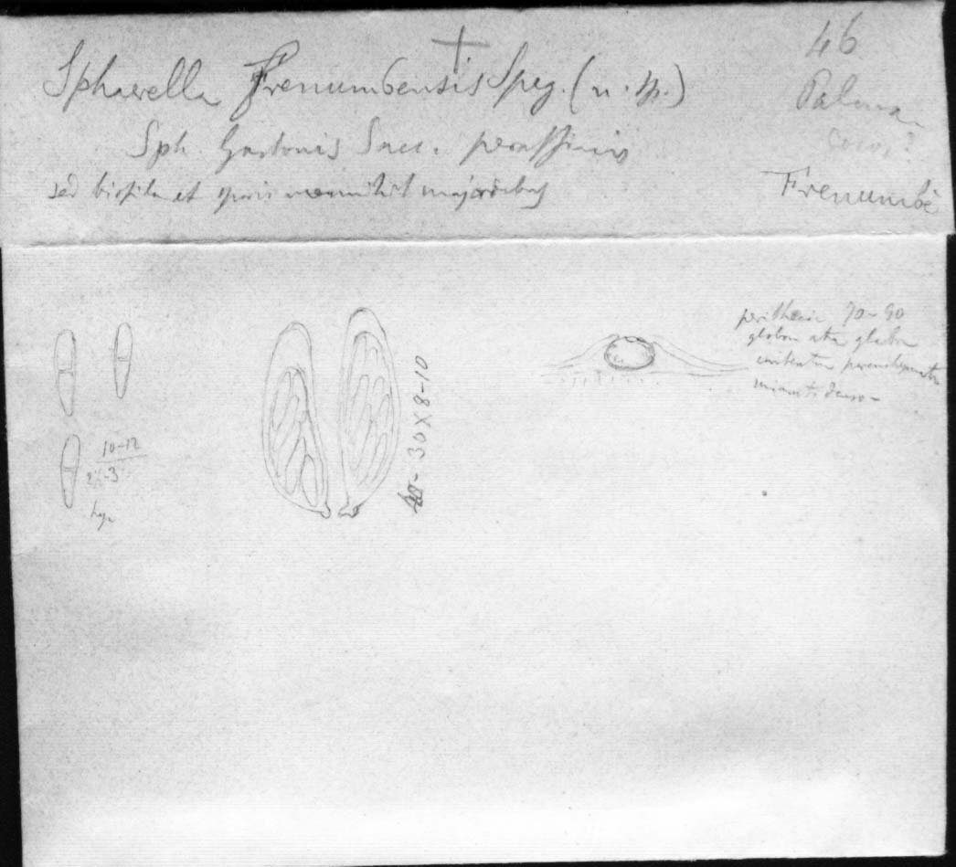 dibujo de Sphaerella frenumbensis Speg.