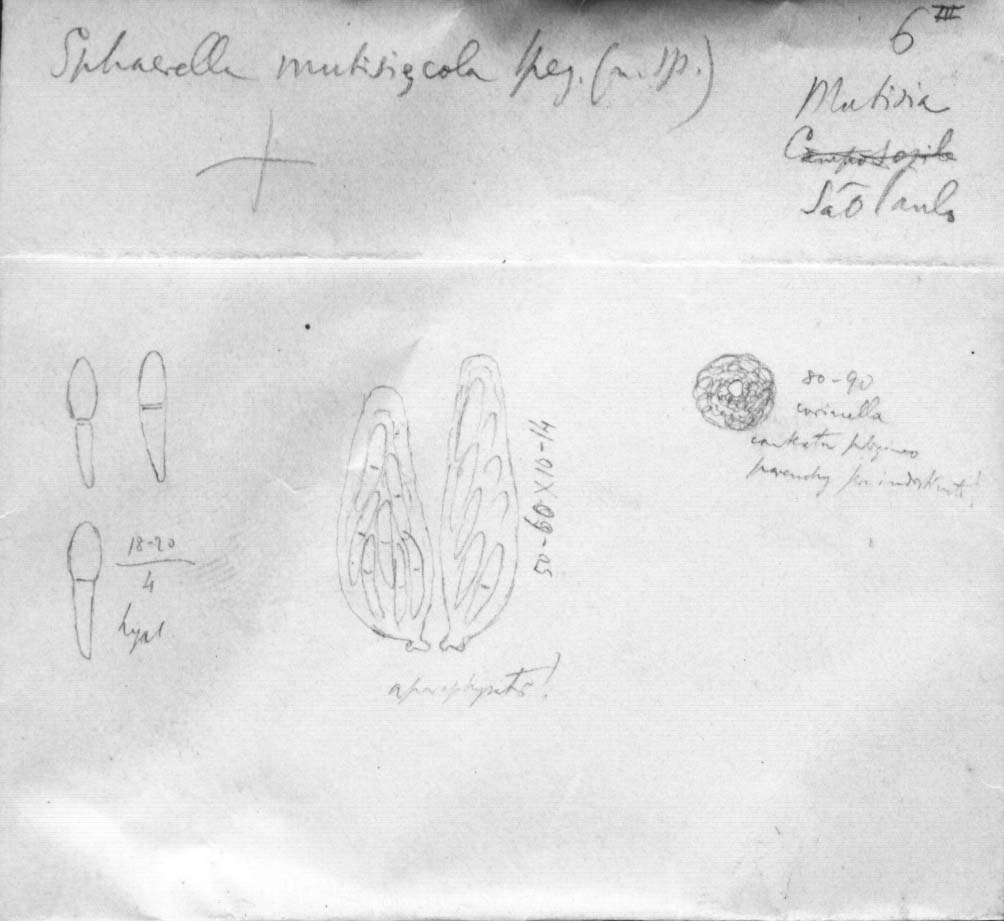 dibujo de Sphaerella mutisiicola Speg.