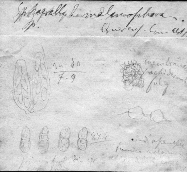 dibujo de Sphaerella melanophora Speg.