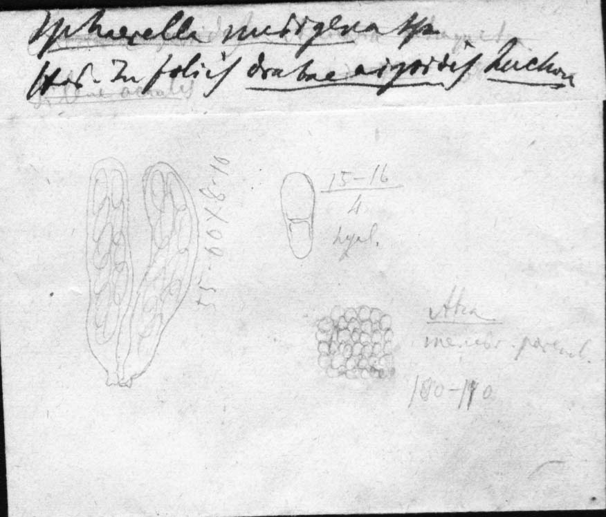 dibujo de Sphaerella nubigena Speg.